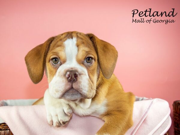 3/4 Beabull-DOG-Female-BROWN WHITE-6586-Petland Mall of Georgia