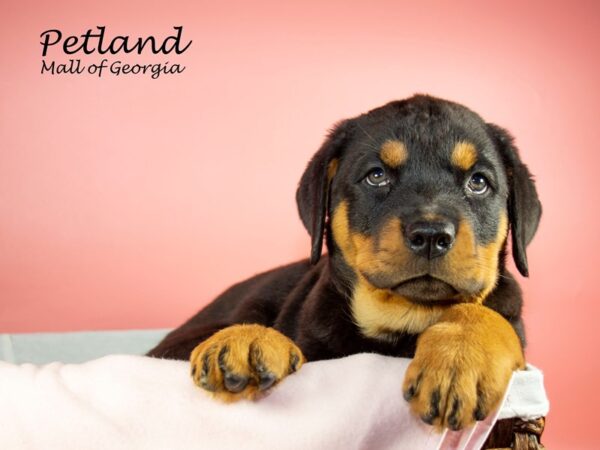 Rottweiler-DOG-Female-Black & Tan-6601-Petland Mall of Georgia