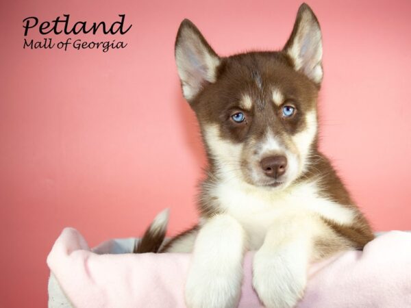 Siberian Husky DOG Female Red & WHite 6604 Petland Mall of Georgia