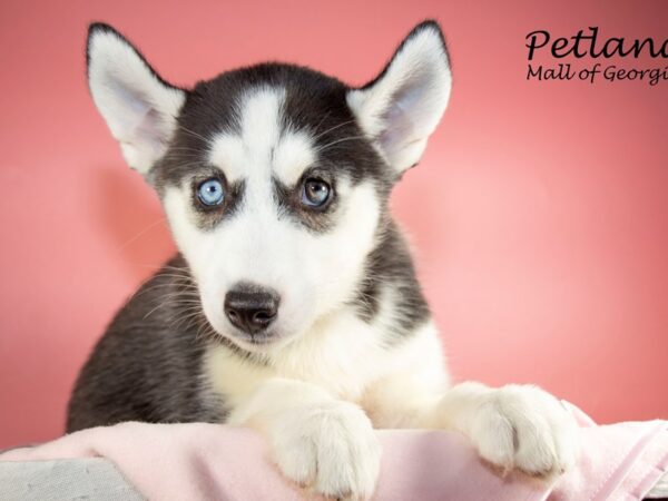 Siberian Husky-DOG-Female-Black & White-6608-Petland Mall of Georgia