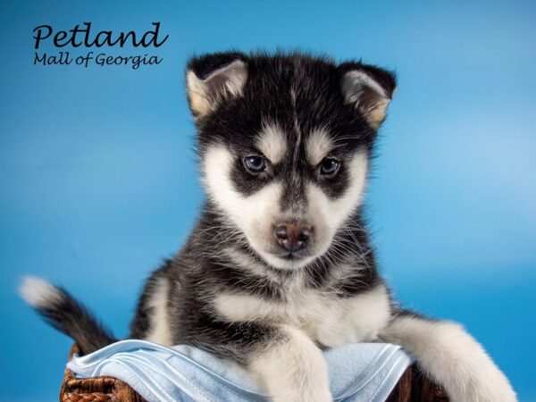 Pomsky DOG Male BLK WHITE 6610 Petland Mall of Georgia