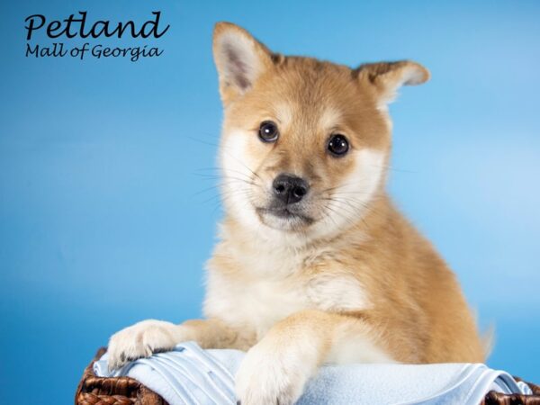 Imo-Inu-DOG-Male-RED-6616-Petland Mall of Georgia