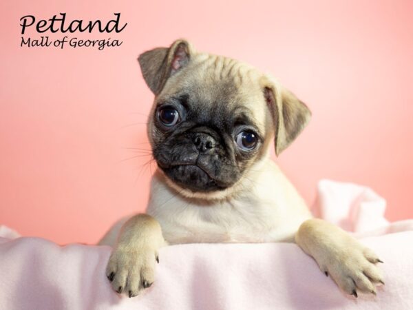 Pug DOG Female FAWN 6618 Petland Mall of Georgia