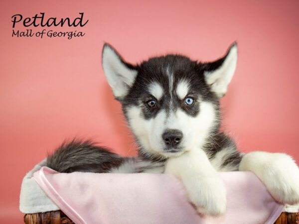 Siberian Husky-DOG-Female-Black & White-6633-Petland Mall of Georgia