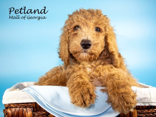 Goldendoodle-DOG-Male-Apricot-6641-Petland Mall of Georgia