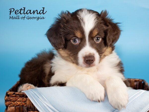 Miniature Australian Shepherd-DOG-Male-RED TRI-6643-Petland Mall of Georgia