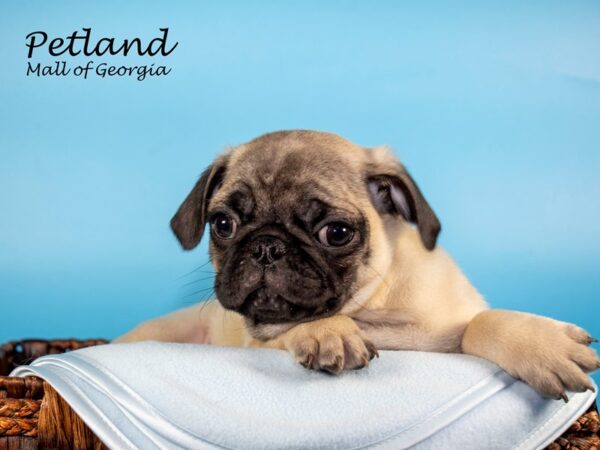 Pug DOG Male FAWN 6649 Petland Mall of Georgia