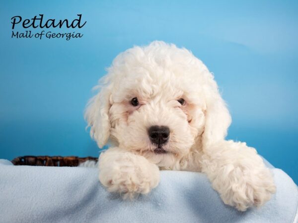 Miniature Bernadoodle-DOG-Male-white-6651-Petland Mall of Georgia