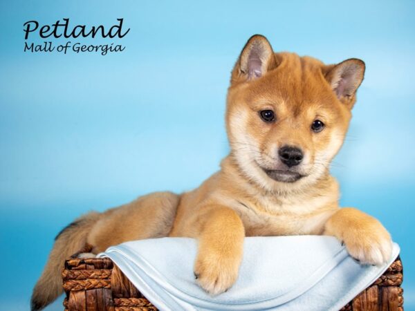 Shiba Inu DOG Male RED 6653 Petland Mall of Georgia