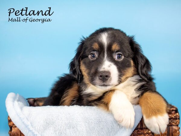 Miniature Australian Shepherd-DOG-Male-Blk tri-6698-Petland Mall of Georgia