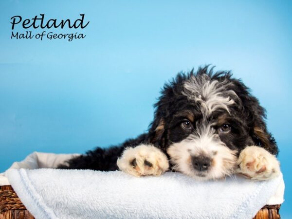 Miniature Bernadoodle-DOG-Male-tri-6712-Petland Mall of Georgia