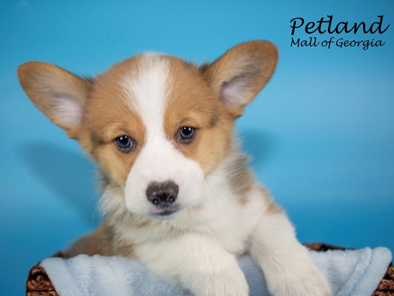 Pembroke Welsh Puppy fwn wh ID6715 Located at Petland Mall of
