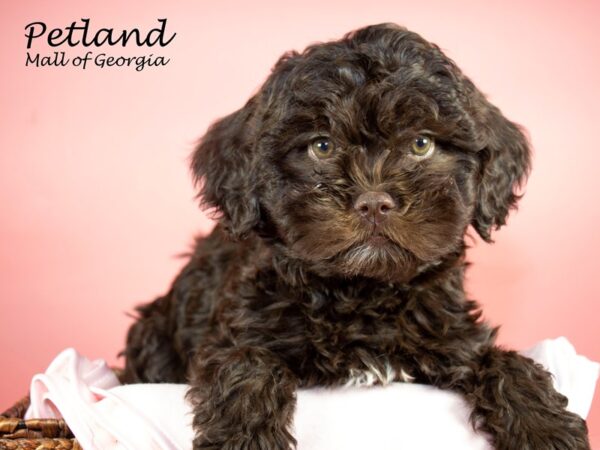 Shihpoo-DOG-Female-CHOC-6681-Petland Mall of Georgia