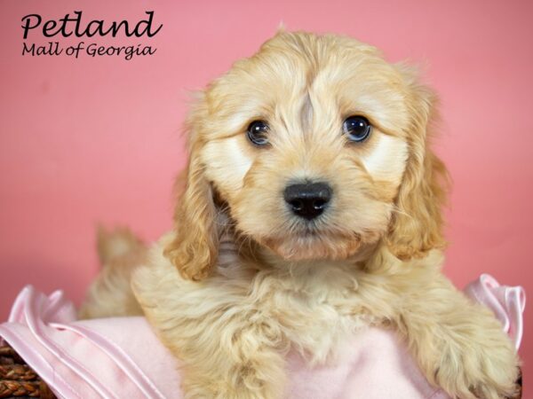 Cavachon DOG Female RED 6686 Petland Mall of Georgia