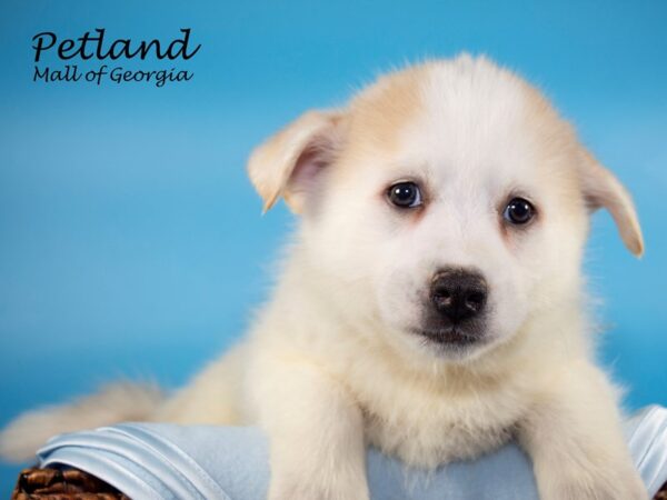 Pomsky DOG Male CREAM WH 6754 Petland Mall of Georgia