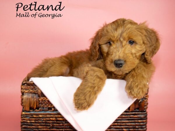 Mini Goldendoodle F2B-DOG-Female-RED-6748-Petland Mall of Georgia