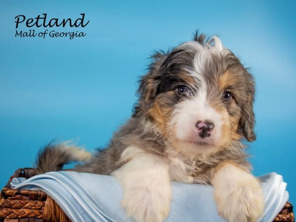 Miniature Bernadoodle-DOG-Male-blue merle-6727-Petland Mall of Georgia