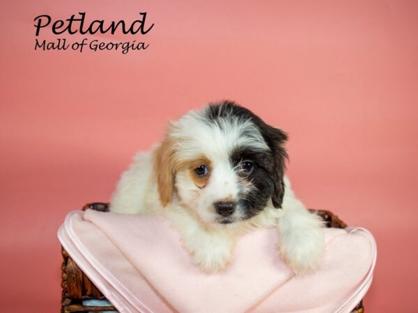 Cavachon DOG Female BLENHEIM 6797 Petland Mall of Georgia