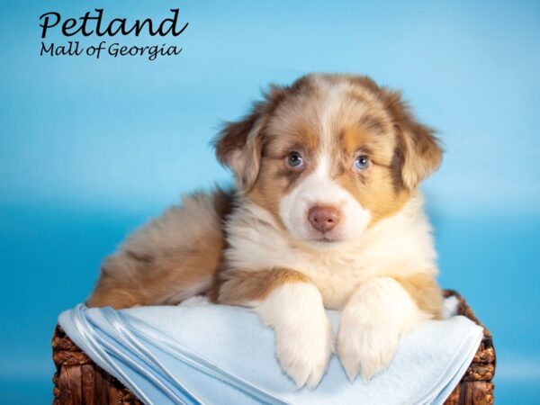 Miniature Australian Shepherd-DOG-Male-RED MERLE-6794-Petland Mall of Georgia