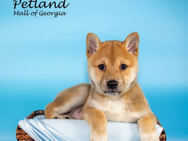 Shiba Inu DOG Male RED 6779 Petland Mall of Georgia