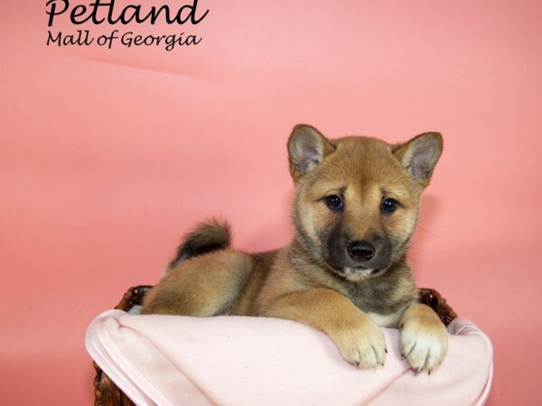 Shiba Inu DOG Female RED 6778 Petland Mall of Georgia