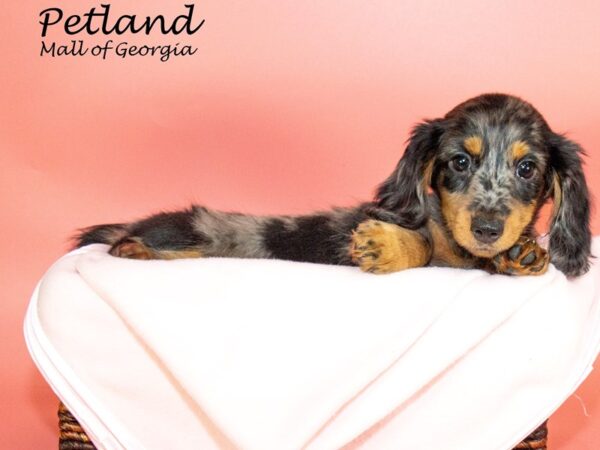 Dachshund DOG Female SILVER DAPPLE 6813 Petland Mall of Georgia