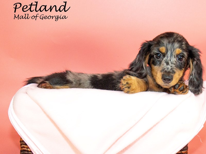 DachshundDOGFemaleSILVER DAPPLE3451186Petland Mall of
