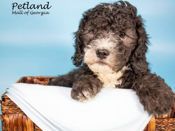 Sheepadoodle-DOG-Male-Black & White-6827-Petland Mall of Georgia