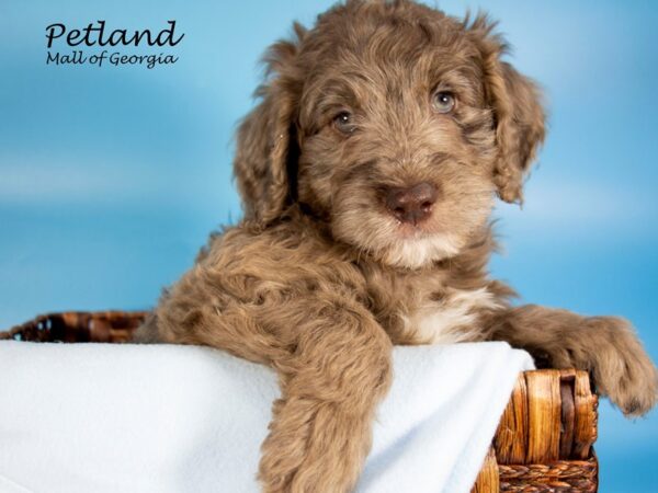 Labradoodle 2nd Gen-DOG-Male-Chocolate Merle-6824-Petland Mall of Georgia