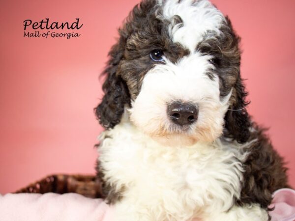 Sheepadoodle-DOG-Female-Chocolate & White-6829-Petland Mall of Georgia