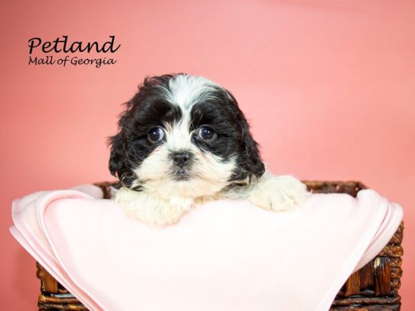 Shihpoo-DOG-Female-BLK WHITE-6837-Petland Mall of Georgia