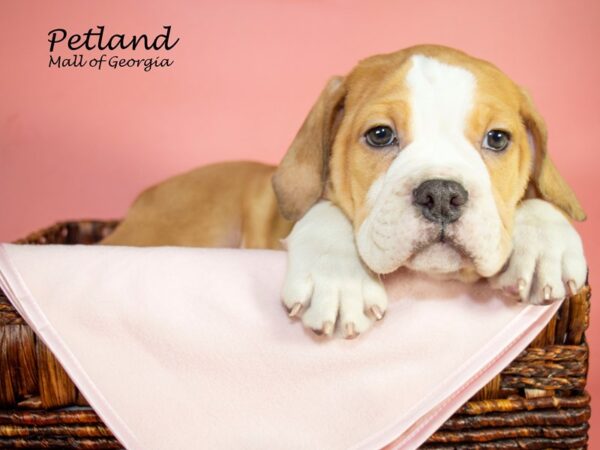 3/4 Beabull-DOG-Female-RED WH-6847-Petland Mall of Georgia