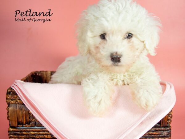 Bichon Frise DOG Female WH 6845 Petland Mall of Georgia