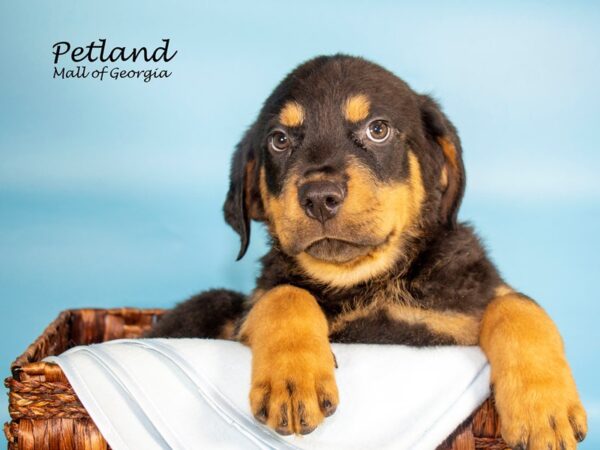 Rottweiler-DOG-Male-Black & Tan-6860-Petland Mall of Georgia