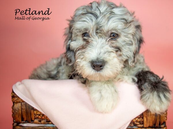 F2 Mini Aussiedoodle-DOG-Female-Blue Merle-6864-Petland Mall of Georgia