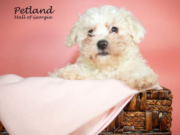 Bichon Frise DOG Female WHITE 6872 Petland Mall of Georgia