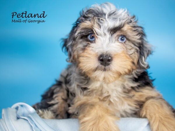 Miniature Bernadoodle-DOG-Male-Merle-6898-Petland Mall of Georgia