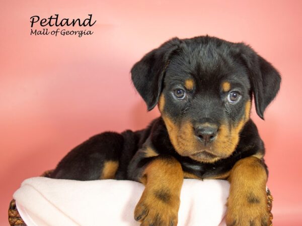 Rottweiler-DOG-Female-Black & Tan-6899-Petland Mall of Georgia