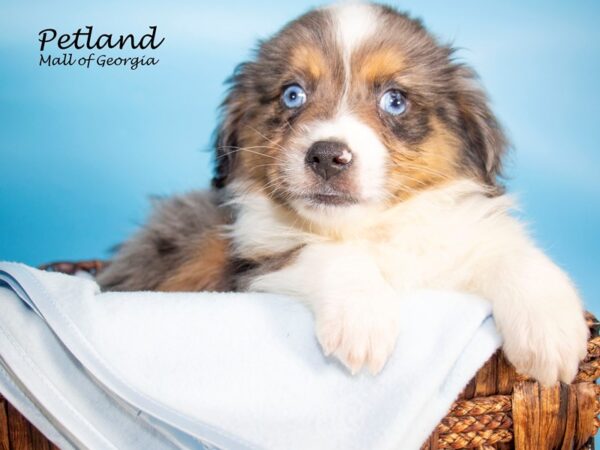 Miniature Australian Shepherd-DOG-Male-BLUE MERLE-6902-Petland Mall of Georgia