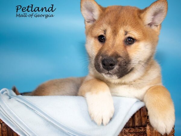 Shiba Inu DOG Male RED 6909 Petland Mall of Georgia