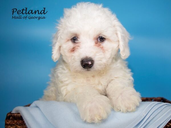 Bichon Frise DOG Male WH 6911 Petland Mall of Georgia