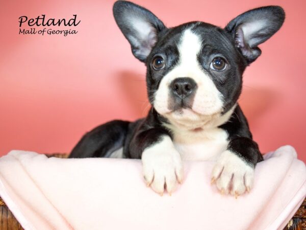 Boston Terrier DOG Female BLK WH 6912 Petland Mall of Georgia