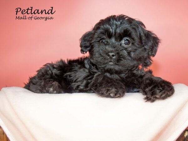 Shihpoo-DOG-Female-BROWN WH-6920-Petland Mall of Georgia