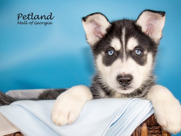 Siberian Husky DOG Male Black & WHite 6929 Petland Mall of Georgia