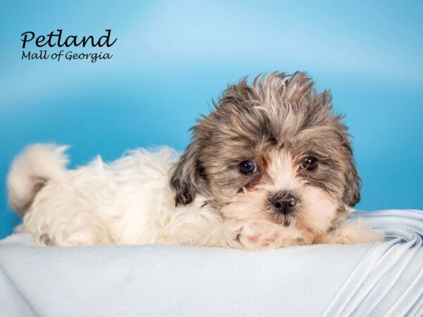 Shihpoo-DOG-Male-BROWN WHITE-6932-Petland Mall of Georgia