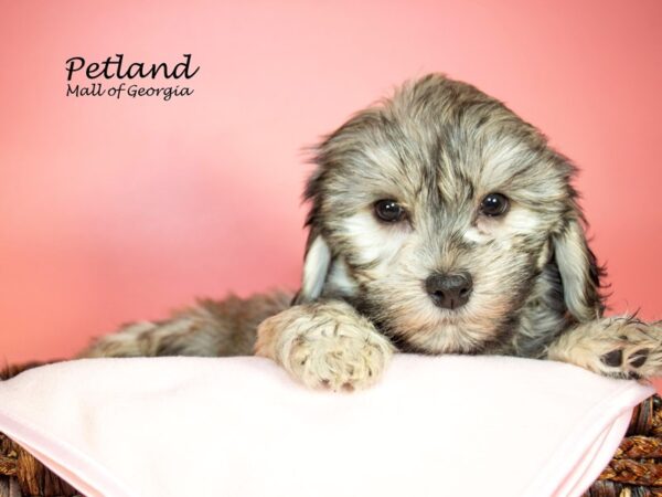 Havanese DOG Female blk Brindle 6938 Petland Mall of Georgia