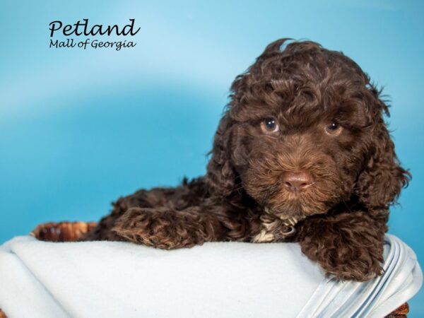 Cockapoo DOG Male CHOC 6945 Petland Mall of Georgia