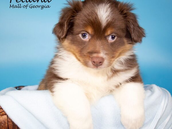 Miniature Australian Shepherd-DOG-Male-RED TRI-6965-Petland Mall of Georgia