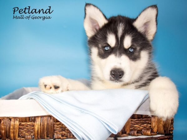 Siberian Husky DOG Male Black & White 6964 Petland Mall of Georgia