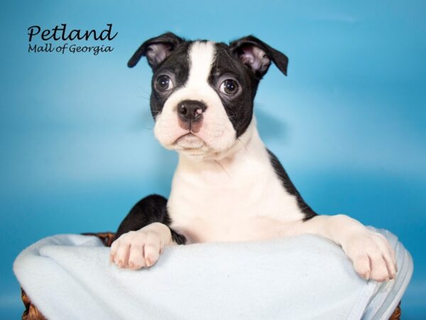 Boston Terrier DOG Male BLK WH 6975 Petland Mall of Georgia